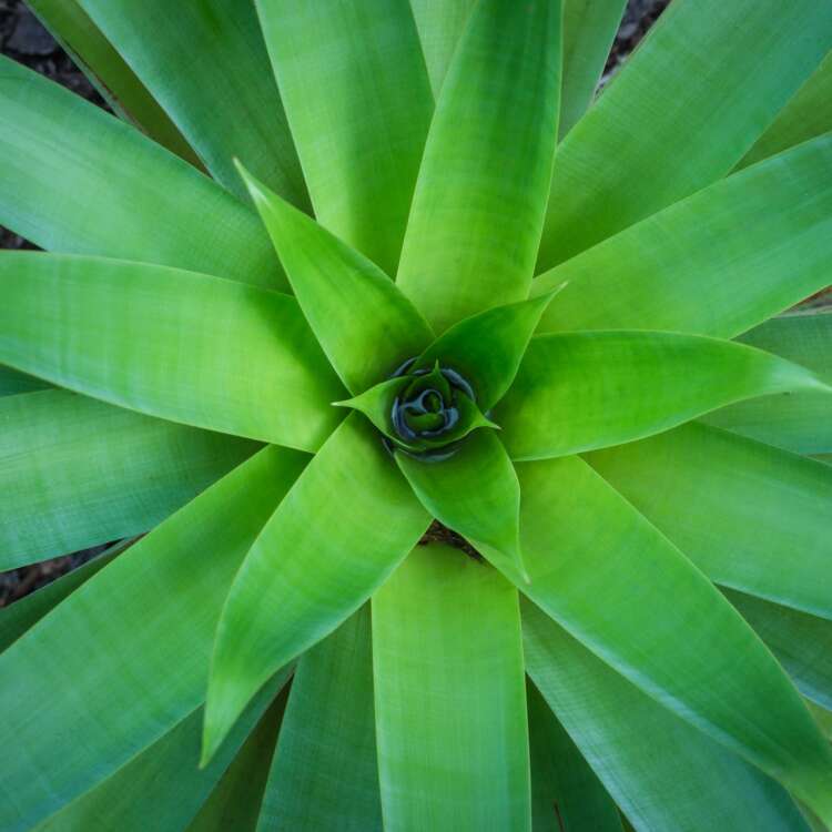 All The Greens