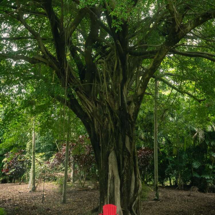 Red Chair