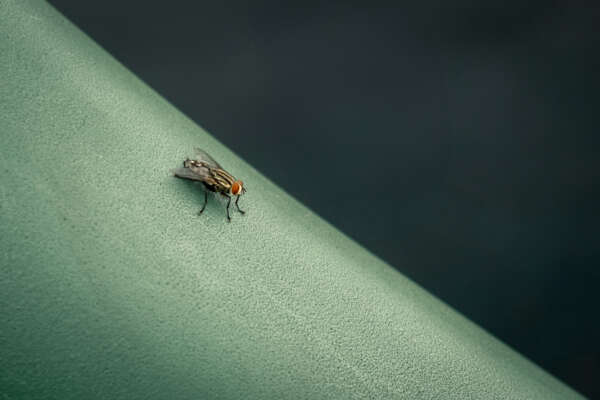 The Fly