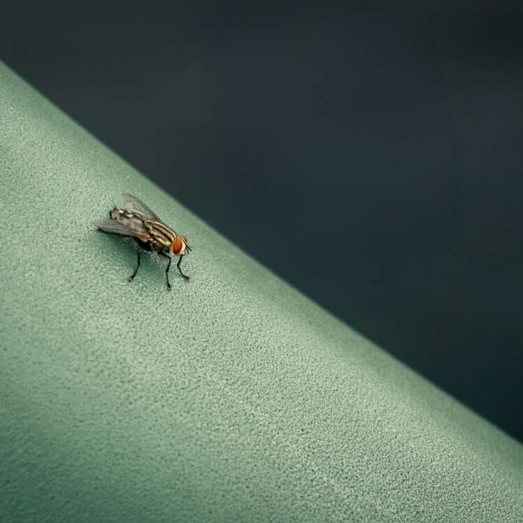 The Fly
