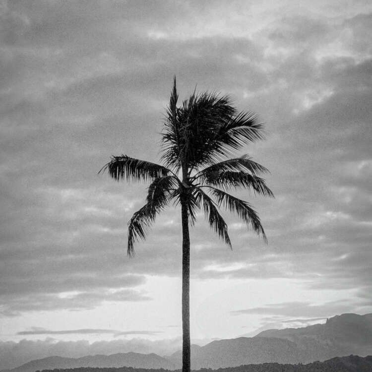 Shadow Palm