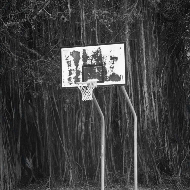 Rainforest Basketball - WhySoNegative