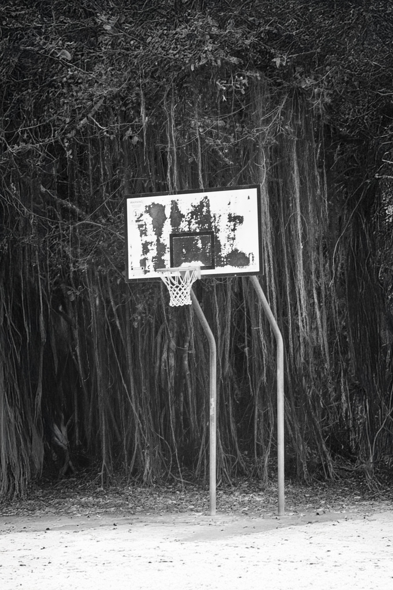 Rainforest Basketball - WhySoNegative