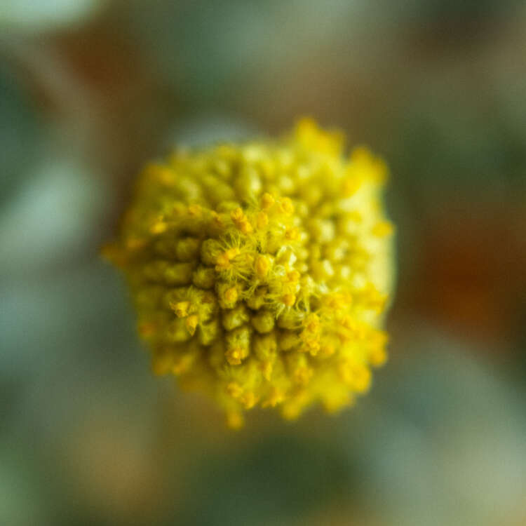 Billy Bob - Why So Negative