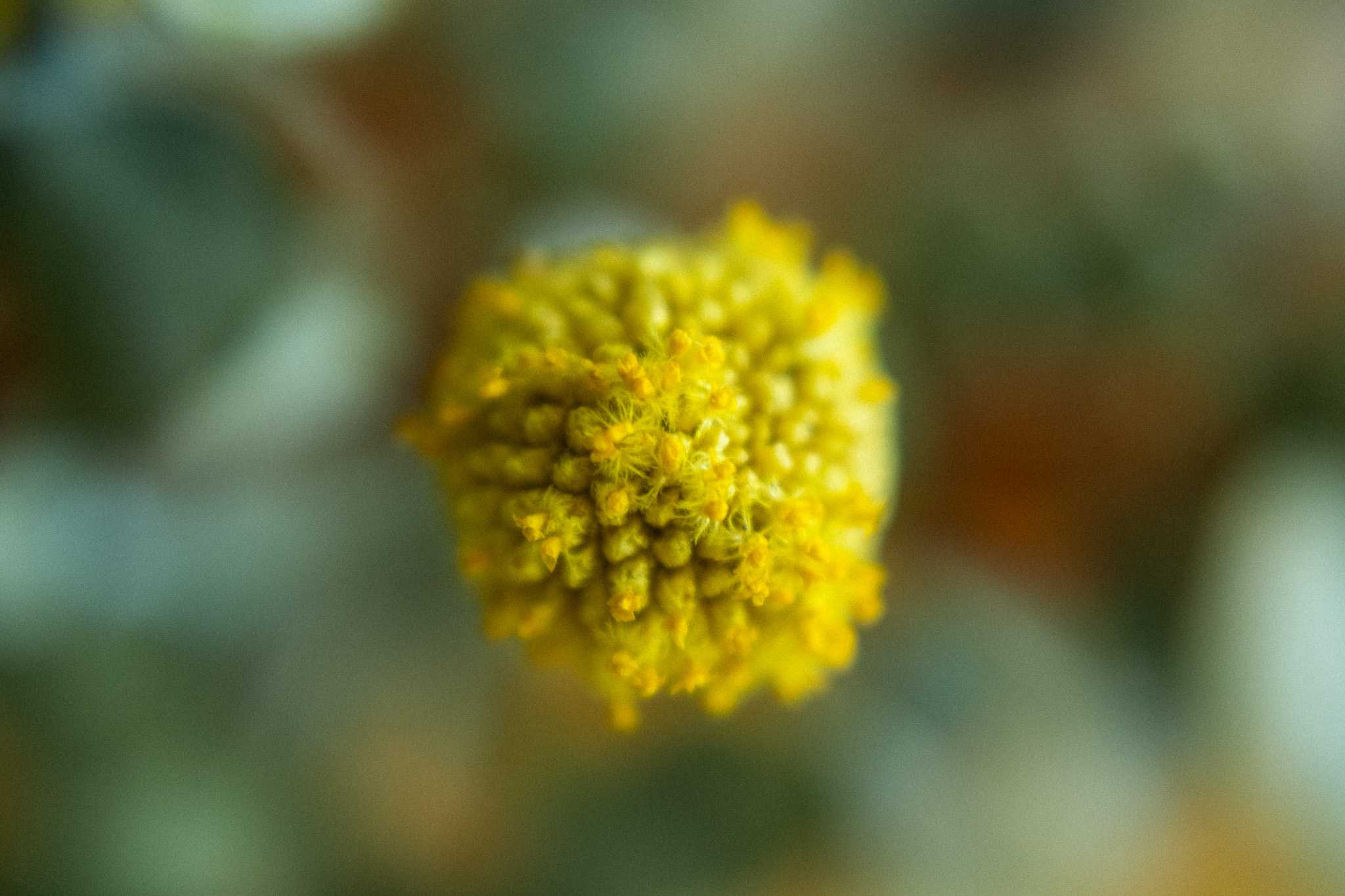 Billy Bob - Why So Negative