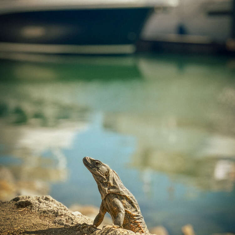Puerto Vallarta iguana photography print
