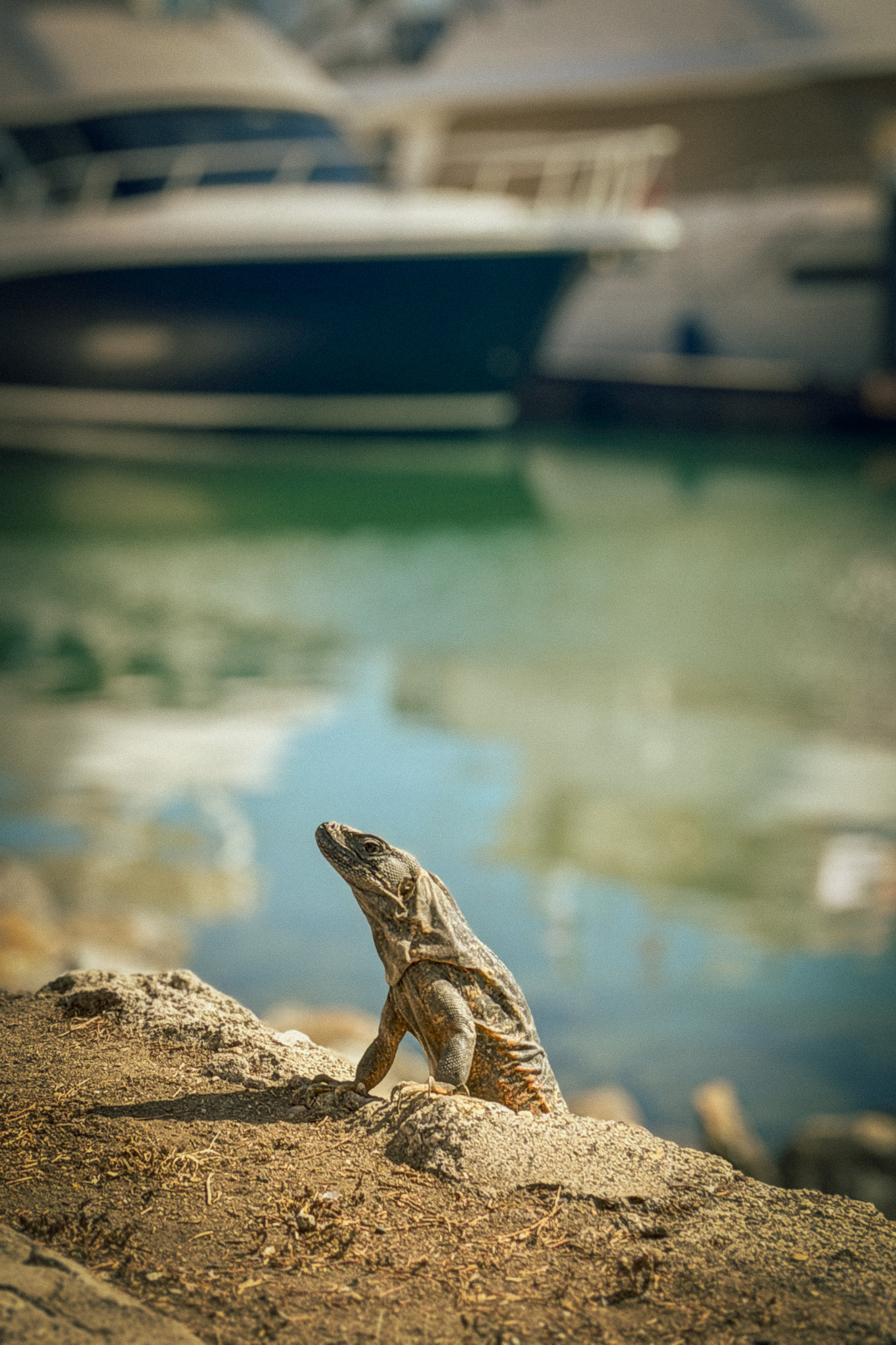Puerto Vallarta iguana photography print