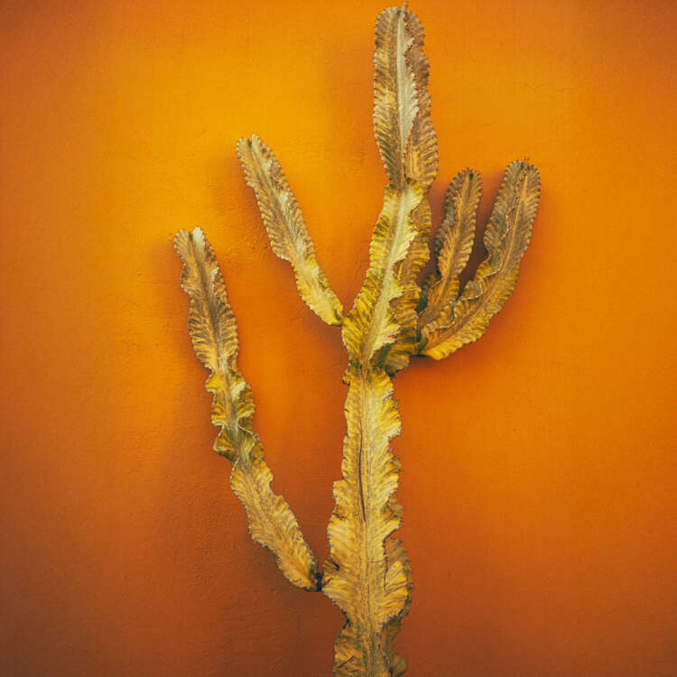 Oaxaca cactus print with golden cactus against orange wall in Mexico